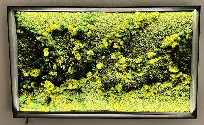 Boreal - Illuminated